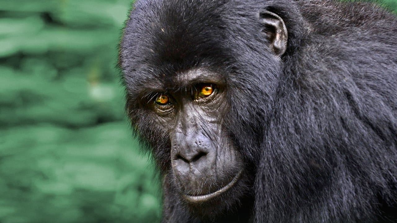 Dzika Uganda