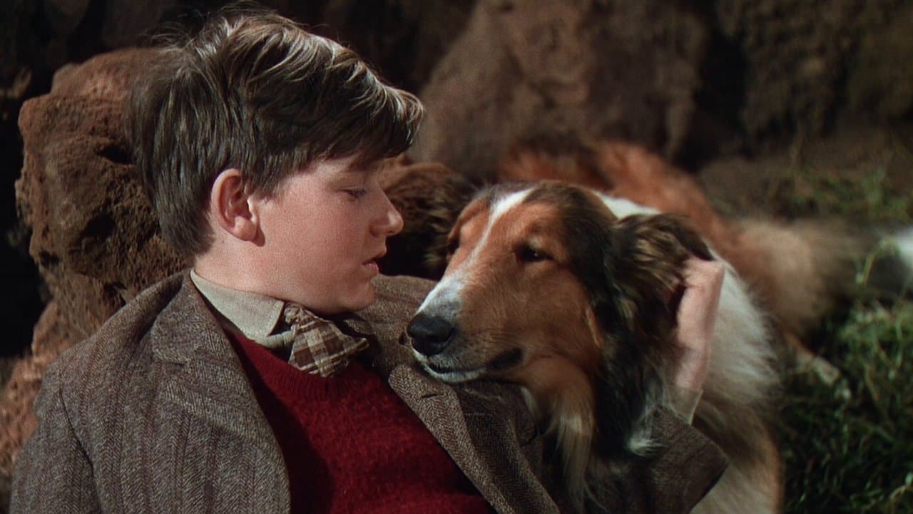 Lassie wróć