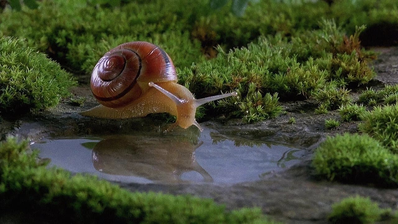 Mikrokosmos