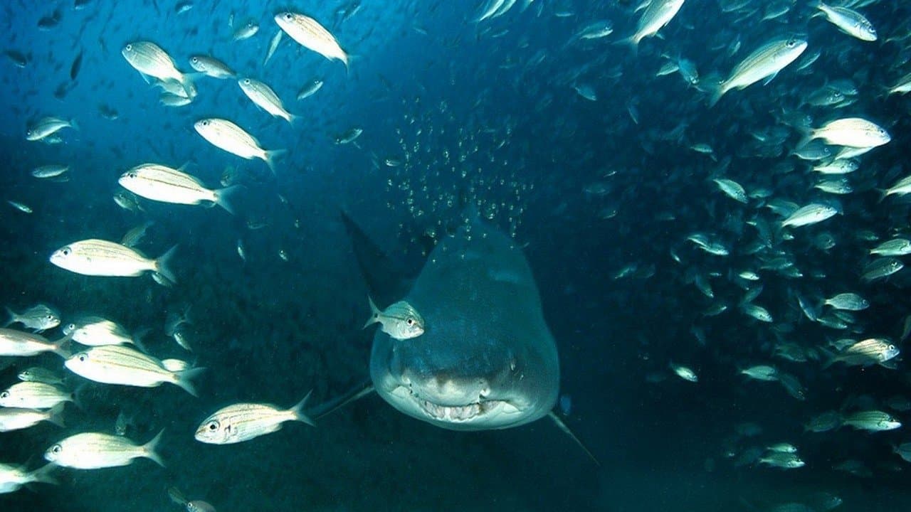 Życie Oceanów 3D