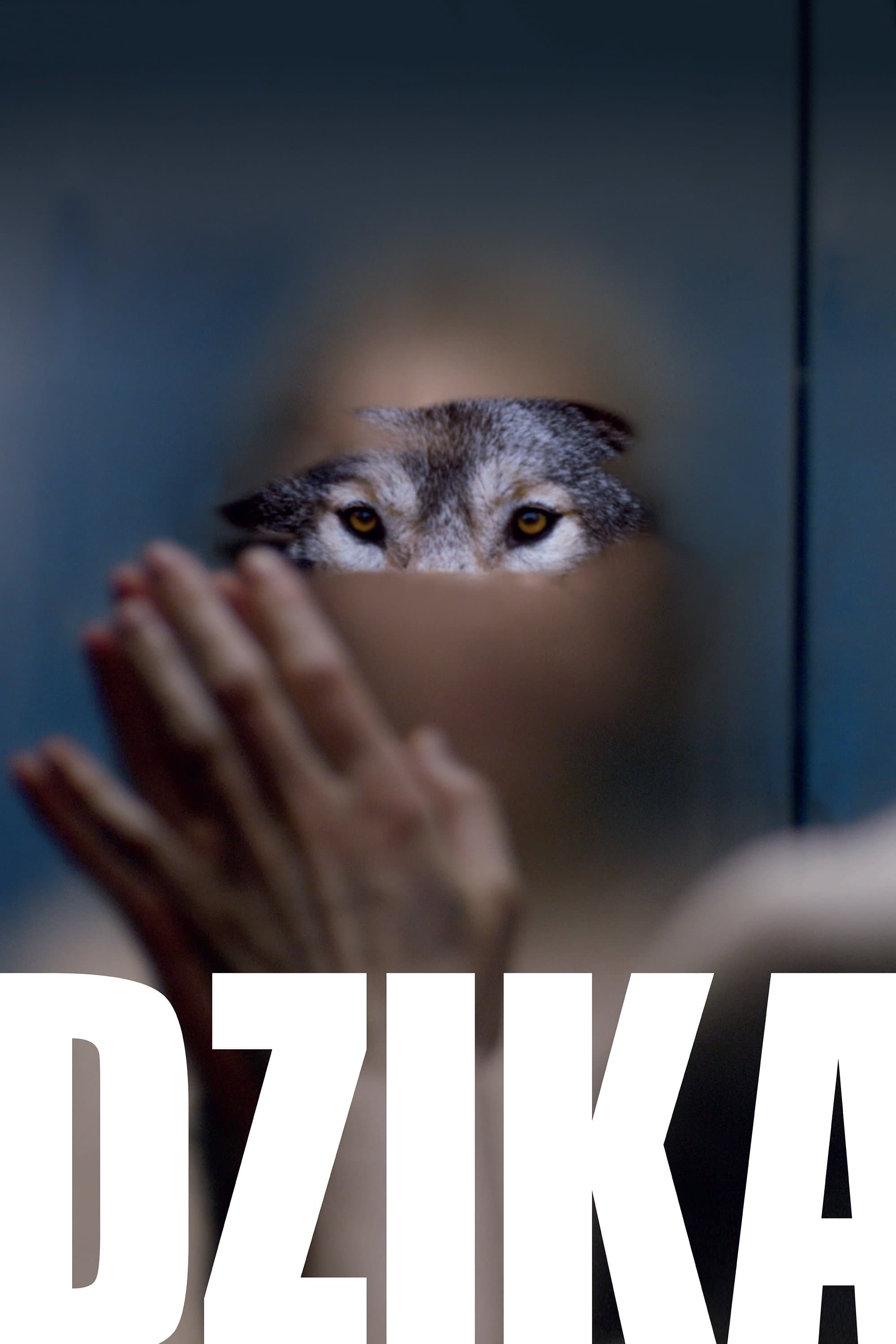 Oglądaj Dzika