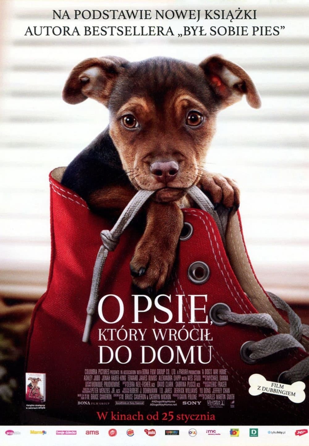 Oglądaj O psie, który wrócił do domu