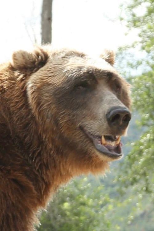 Bart the Bear zdjęcie