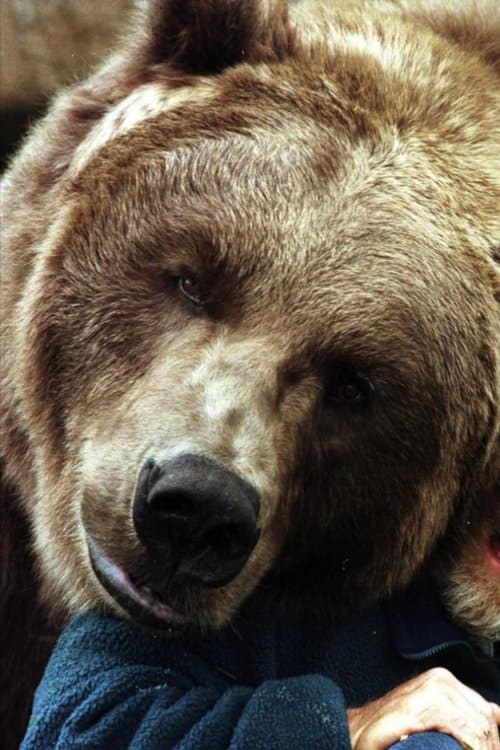 Bart the Bear II zdjęcie