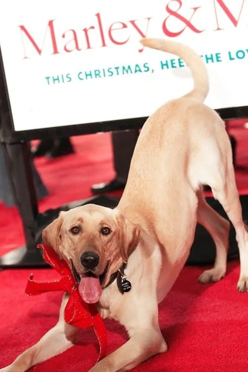 Clyde the Dog zdjęcie