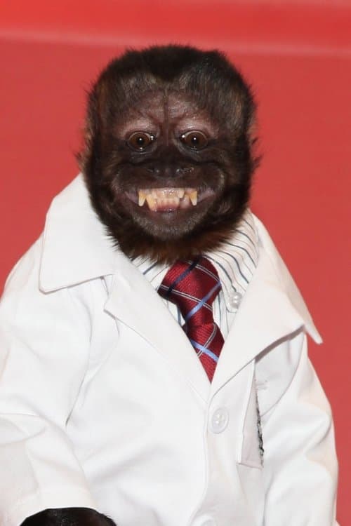 Crystal the Monkey zdjęcie