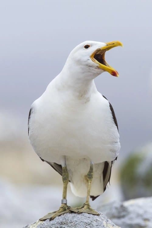 Sully Seagull zdjęcie