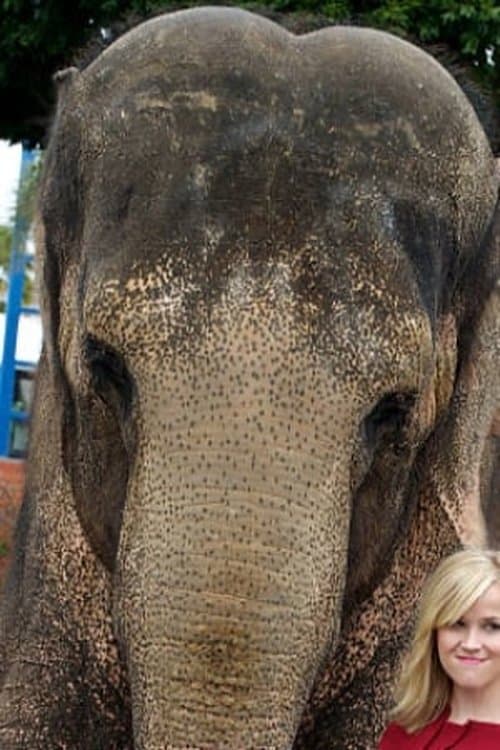 Tai the Elephant zdjęcie