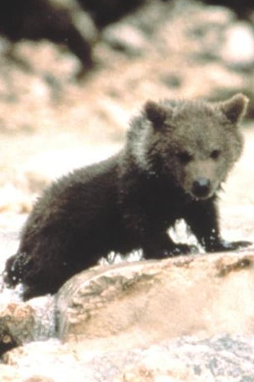 Youk the Bear zdjęcie